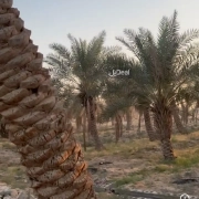 مزرعة للبيع