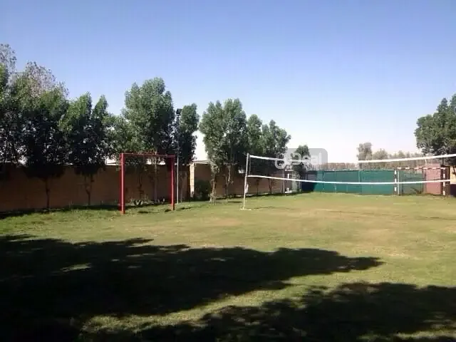 النخل الواقع فى قرية ابو معن .