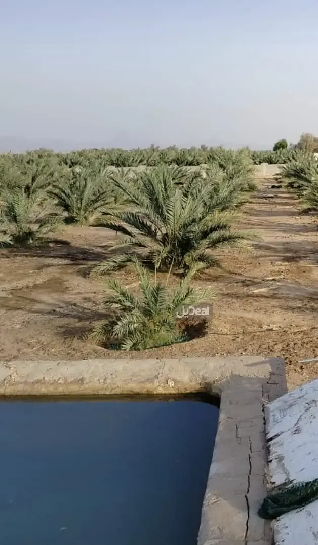 مزرعة للبيع