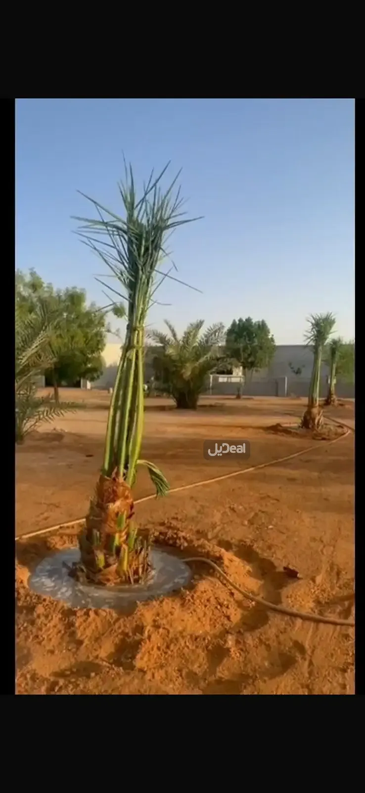 مزرعة للبيع