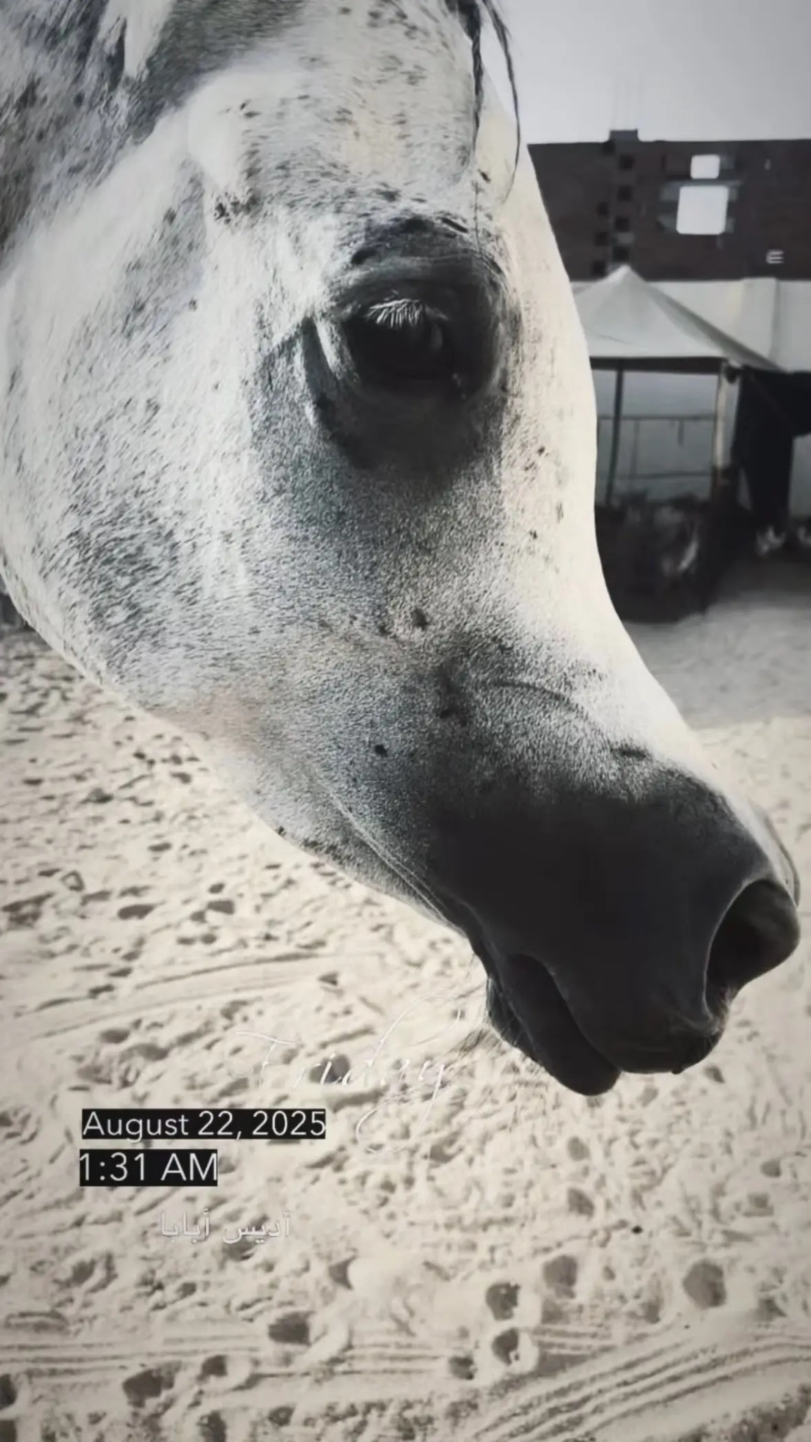 الوسيط العقاري : حسن محمد الخيري