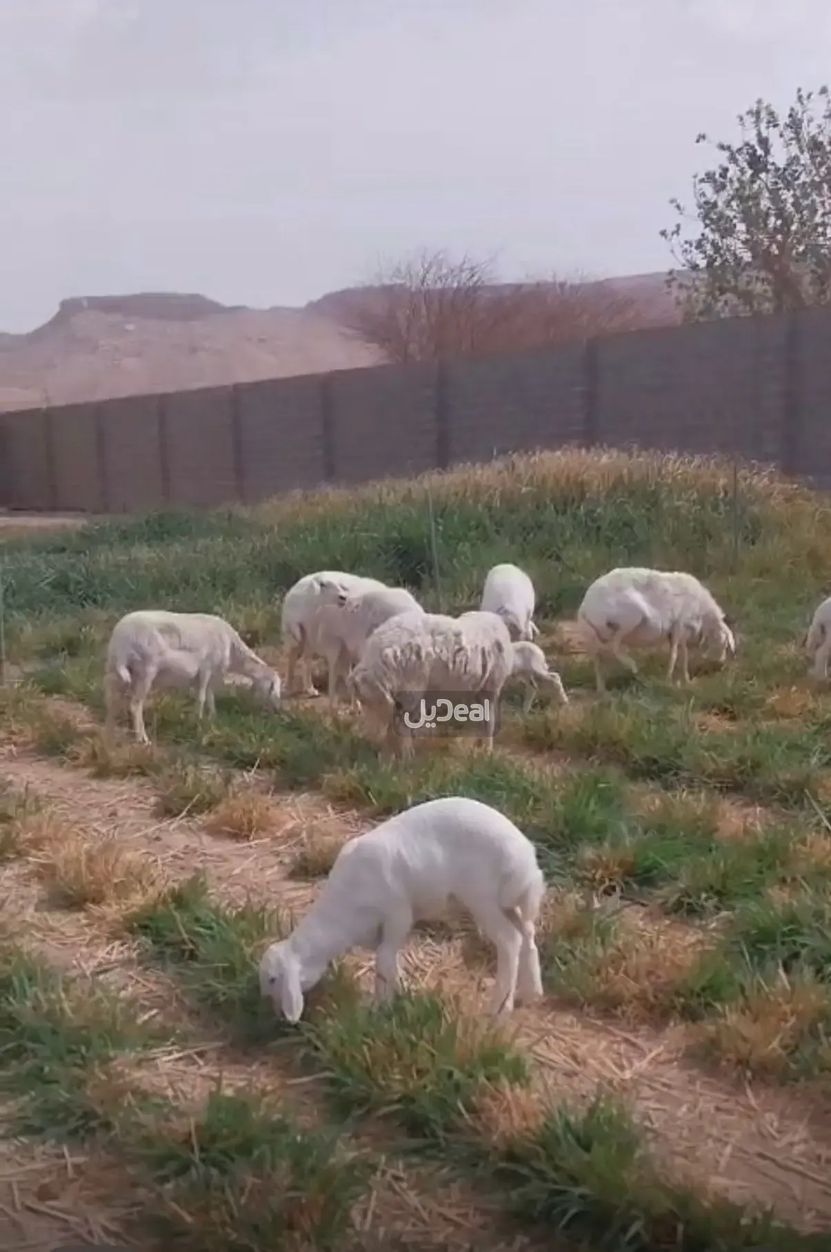 ارض للبيع