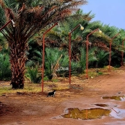 مزرعة للبيع