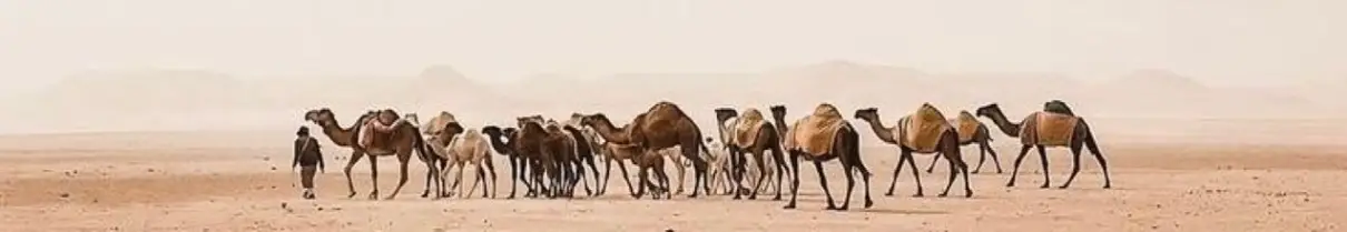 الوسيط العقاري : ابو محمد