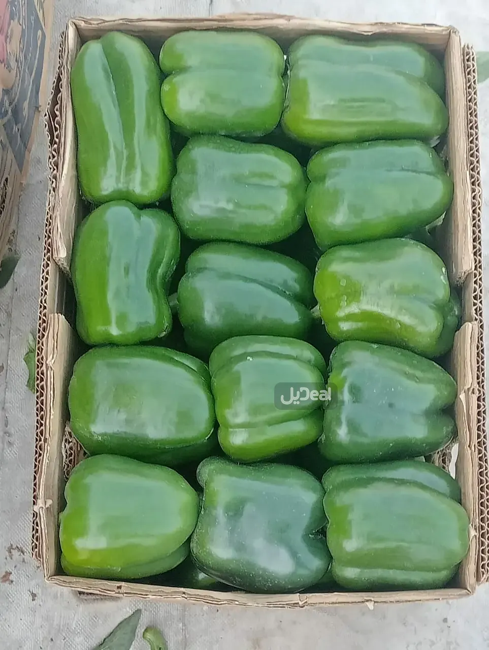 مزرعة للبيع