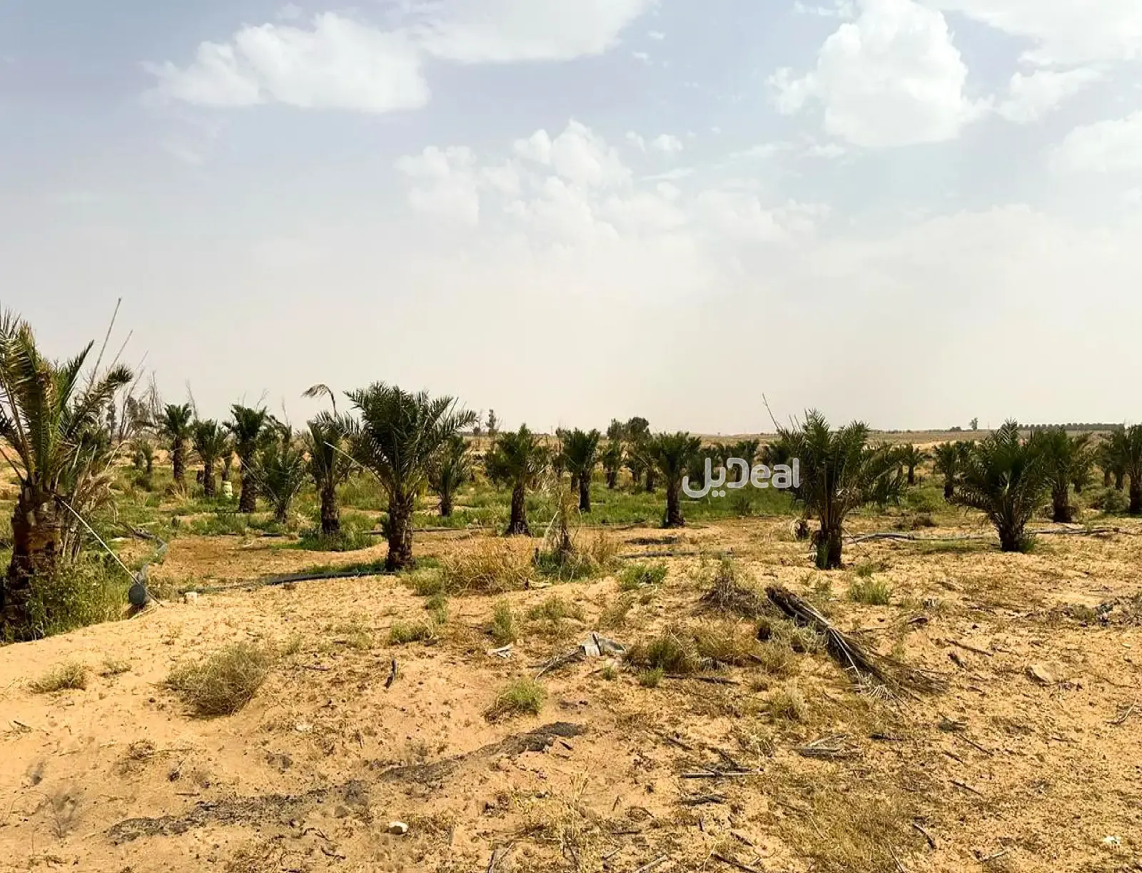 مزرعة للبيع