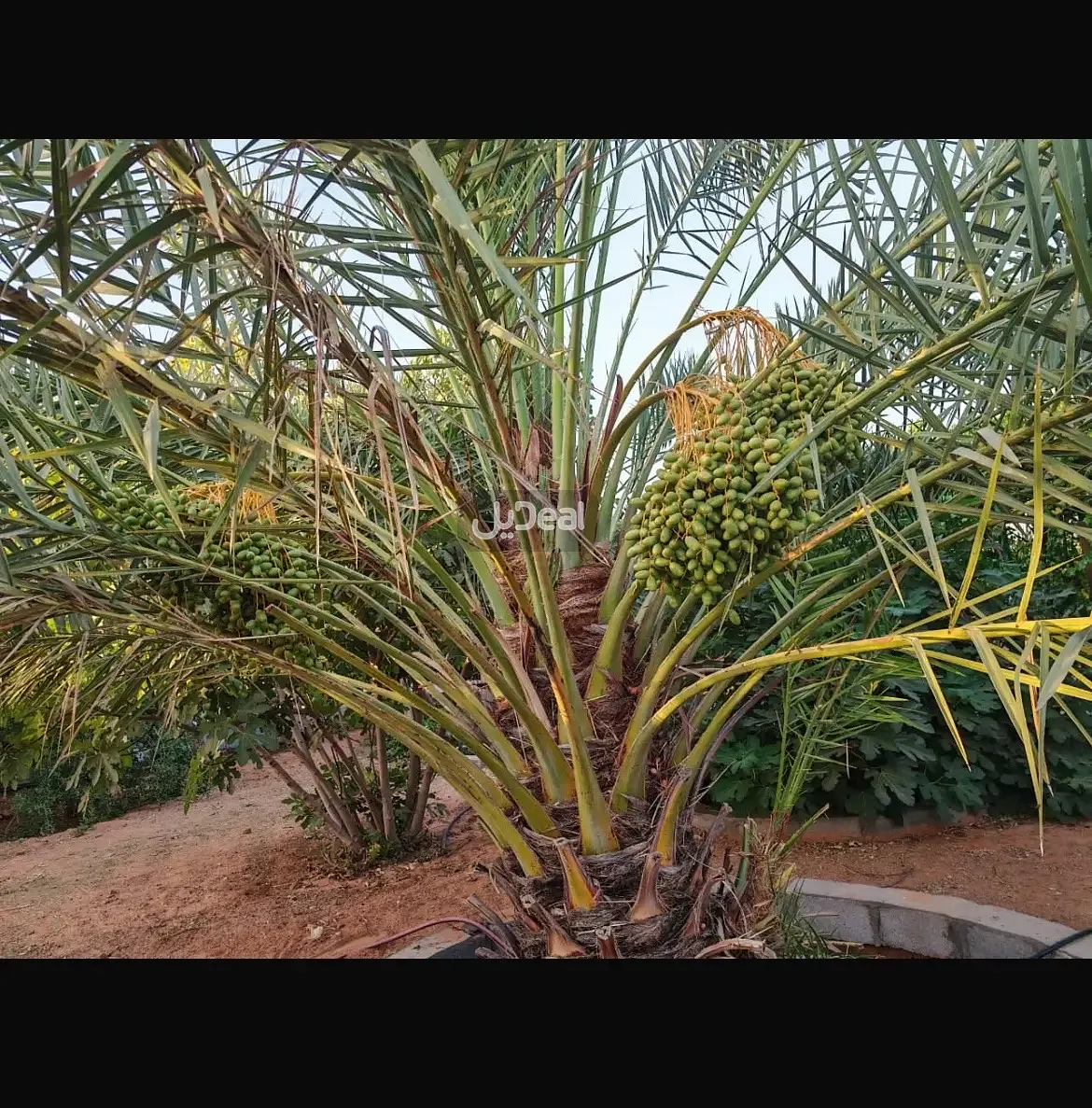 Image 12