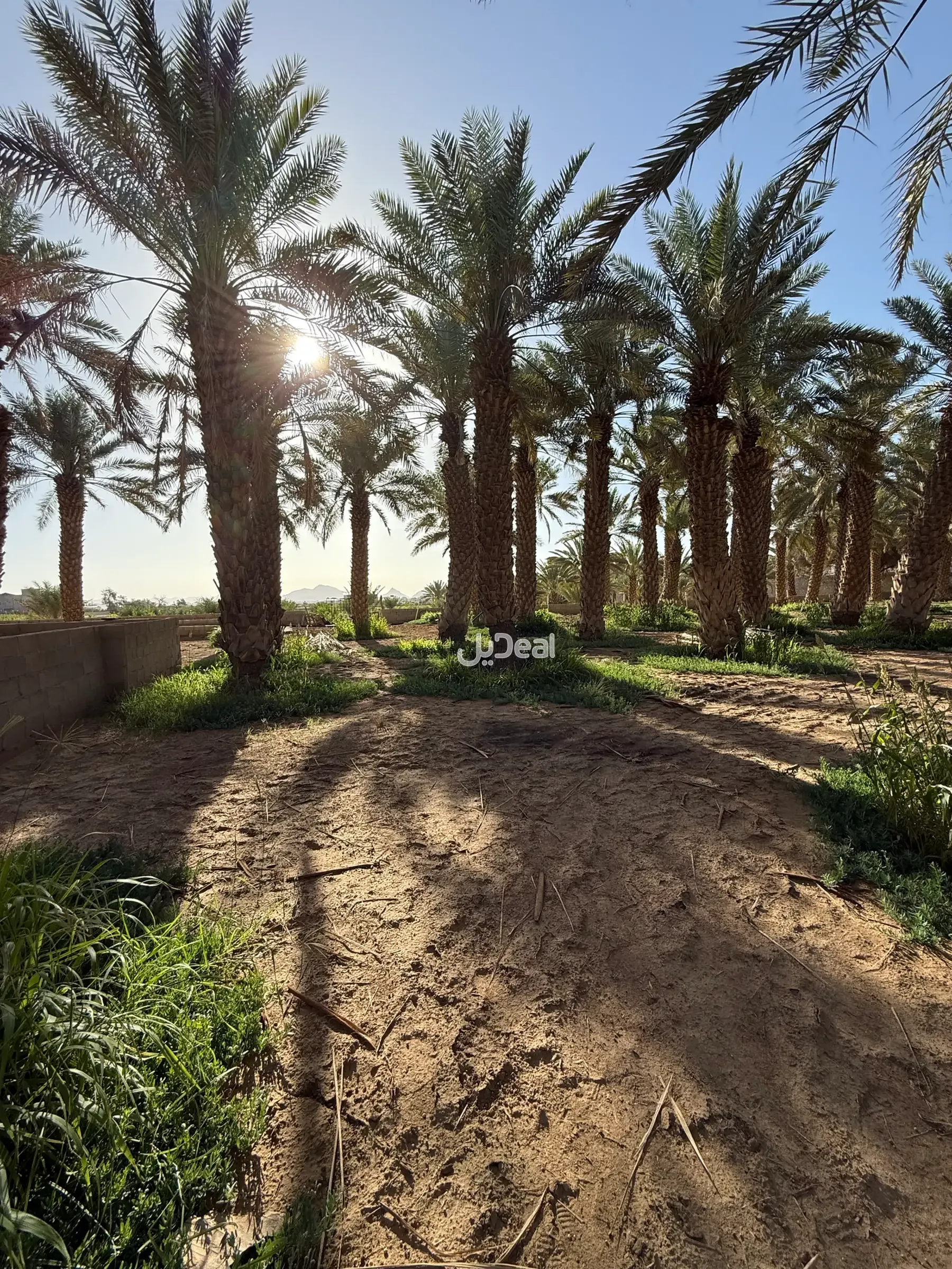 مزرعة للإيجار