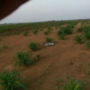 ارض للبيع