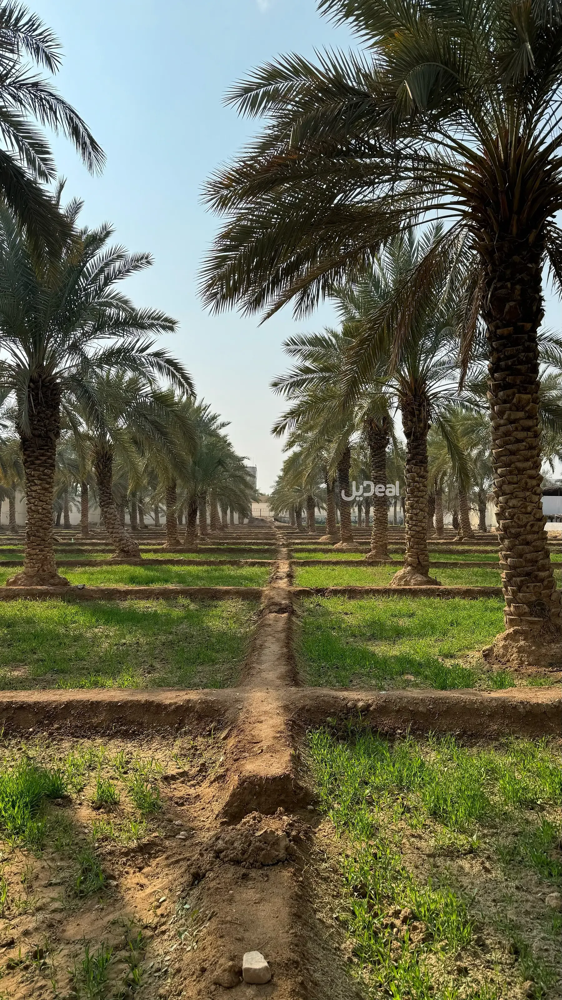 مزرعة للبيع