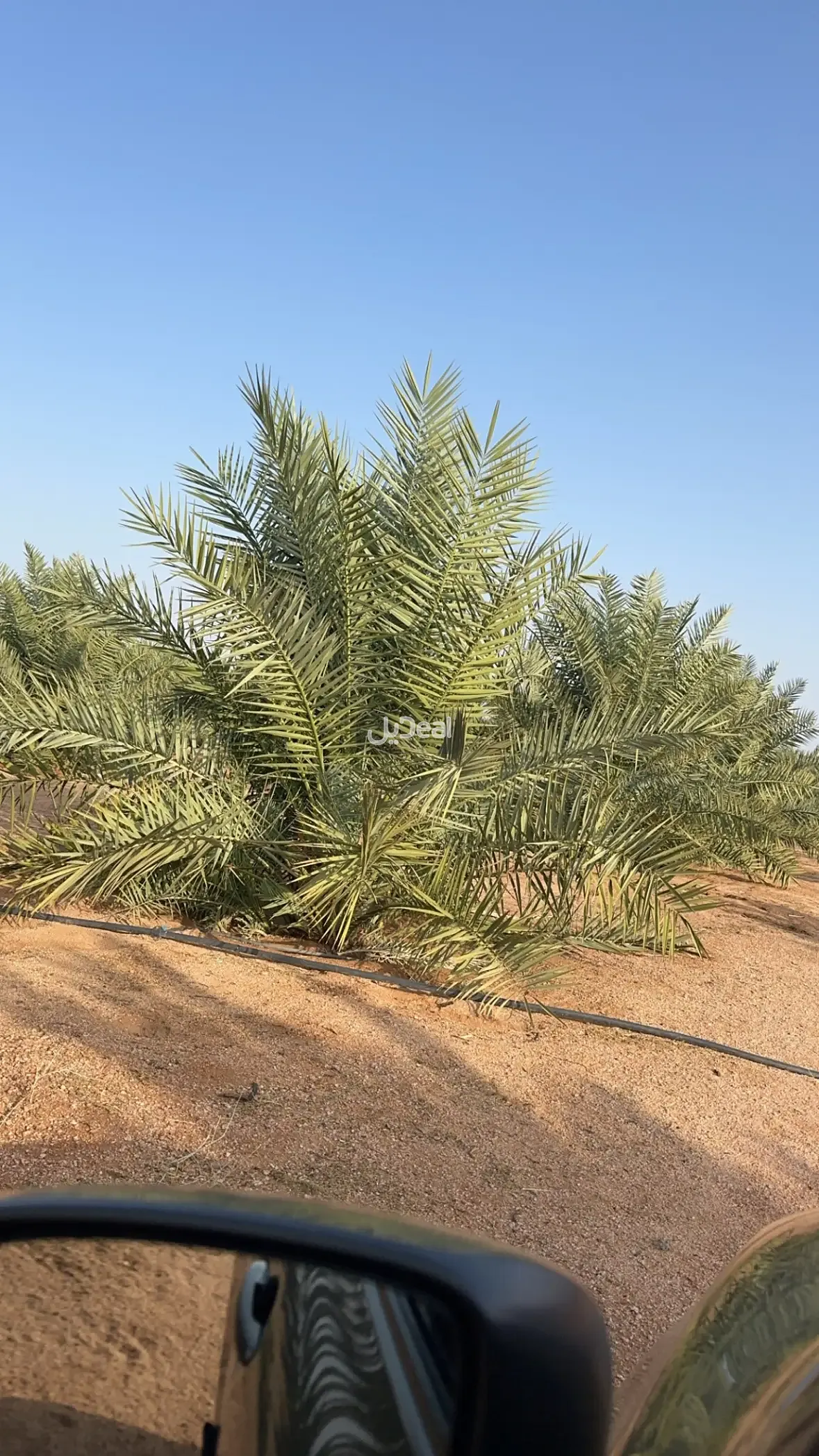 مزرعة للبيع